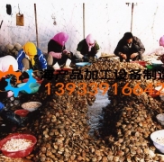 給加工好的扇貝人工去殼